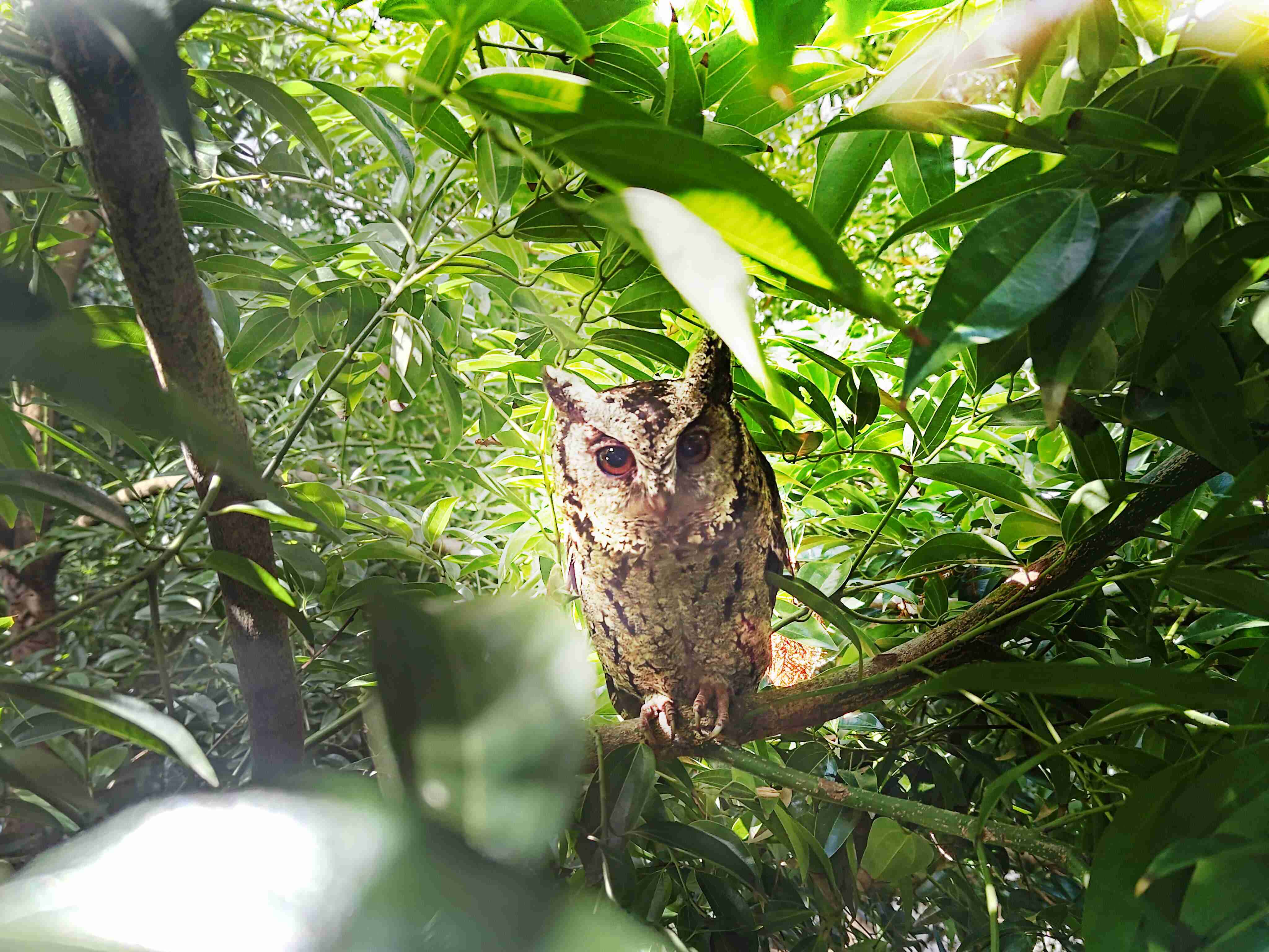 口袋牛店致力提倡净零绿生活，，，，16年以来在全球各厂区植树逾百万棵，，，造就各厂区树木蔚然成林，，，犹如森林工厂，，，成为许多生物的栖息地